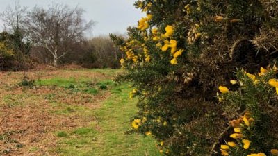 Guernsey and the territory of Anneville